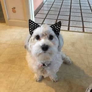 Meet your Posher, Nghiem